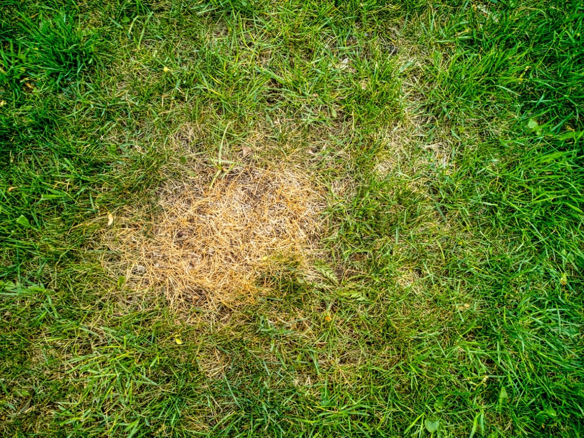 Brown spot in lawn
