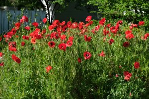 Red poppies in garden.