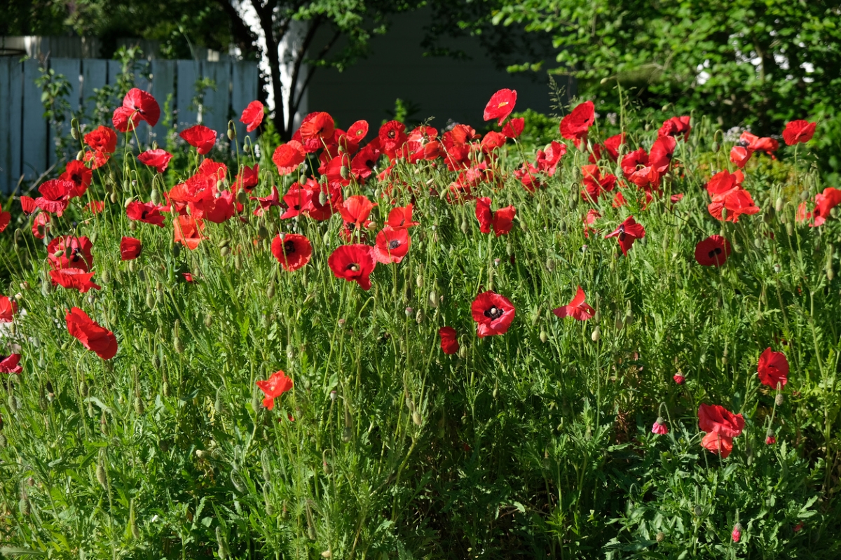 Red poppies in garden
