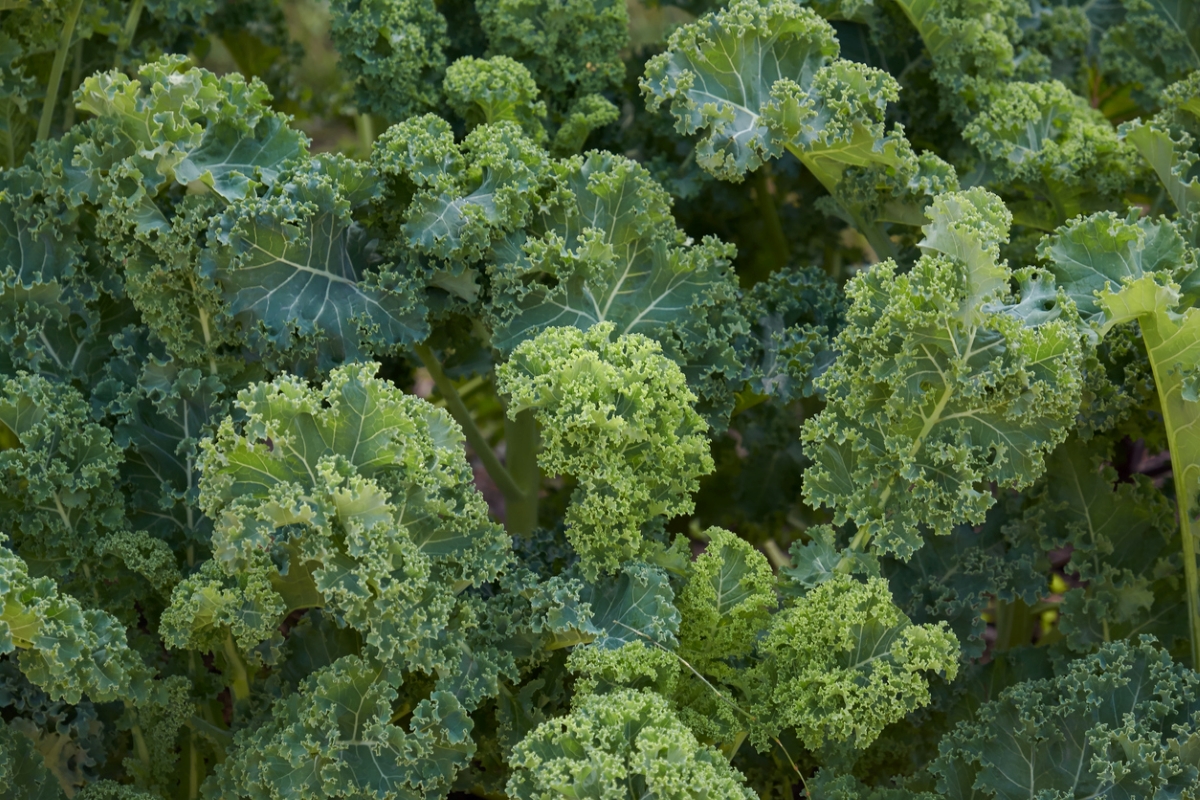 Kale plant in garden