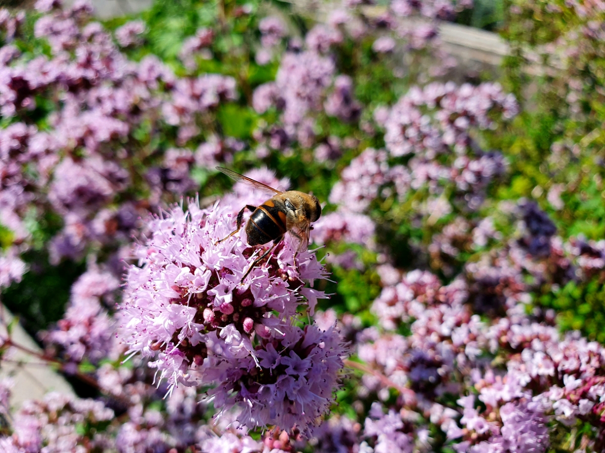 Marjoram blooms with bee