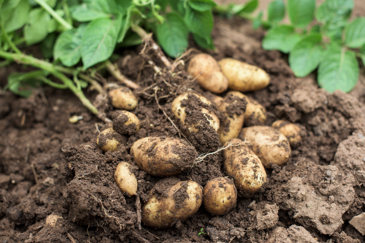 Young potato plant outside the soil with raw potatoes
