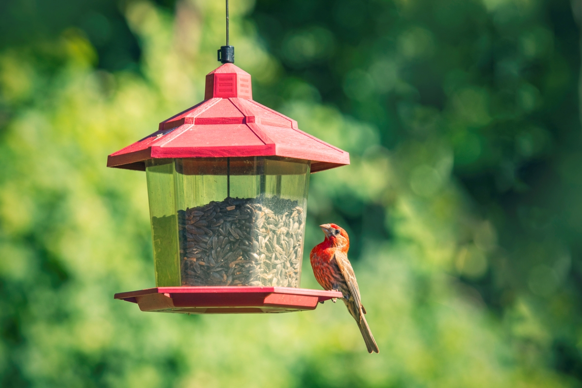 Red bird on bird feeder