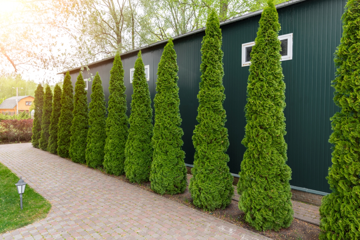 Evergreen trees lined against house
