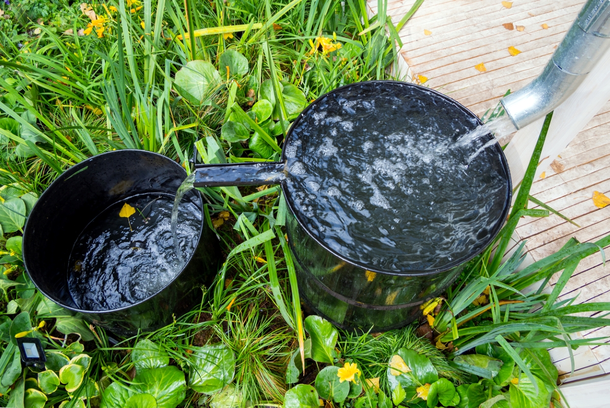 Rainwater collection barrel and downspout.