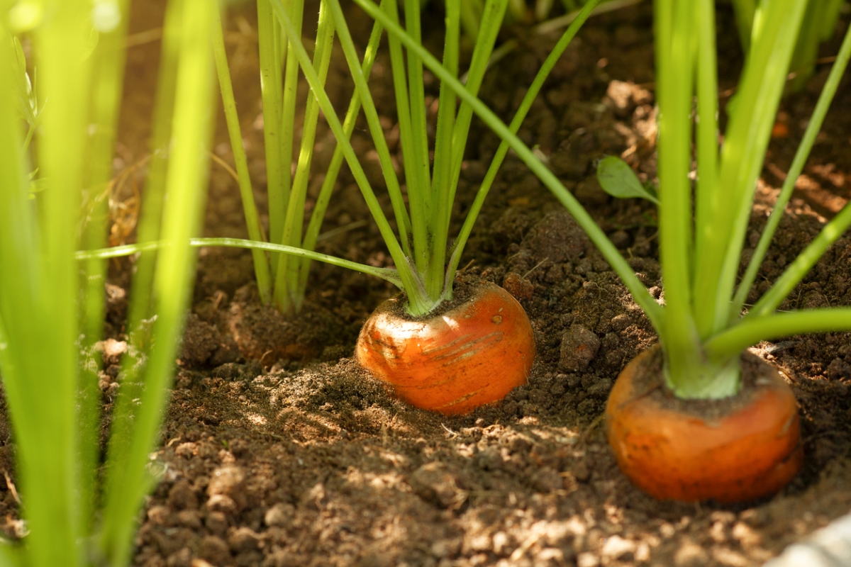 Carrots growing in ground