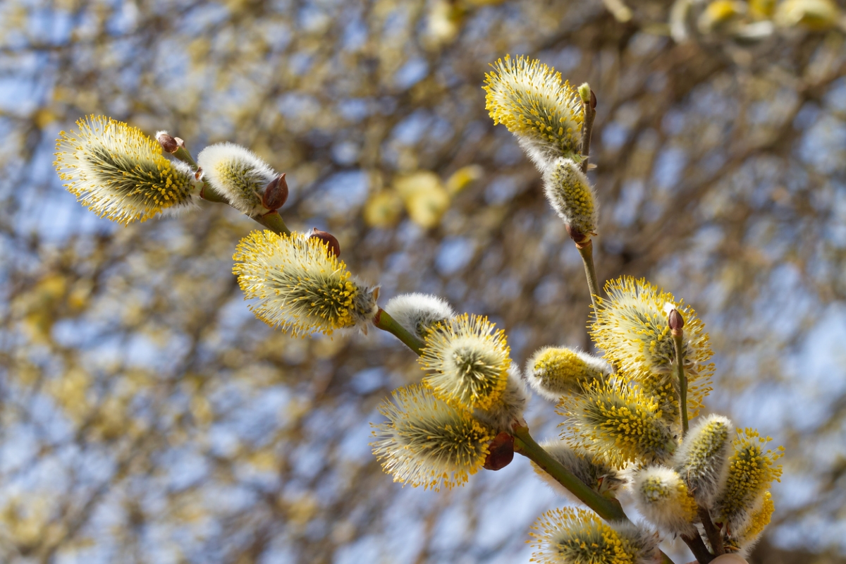 Pussy willow flowers on stem
