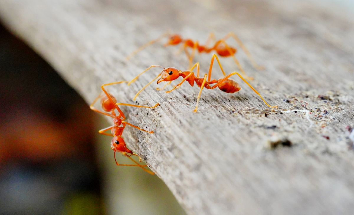 Fire ants on wooden board