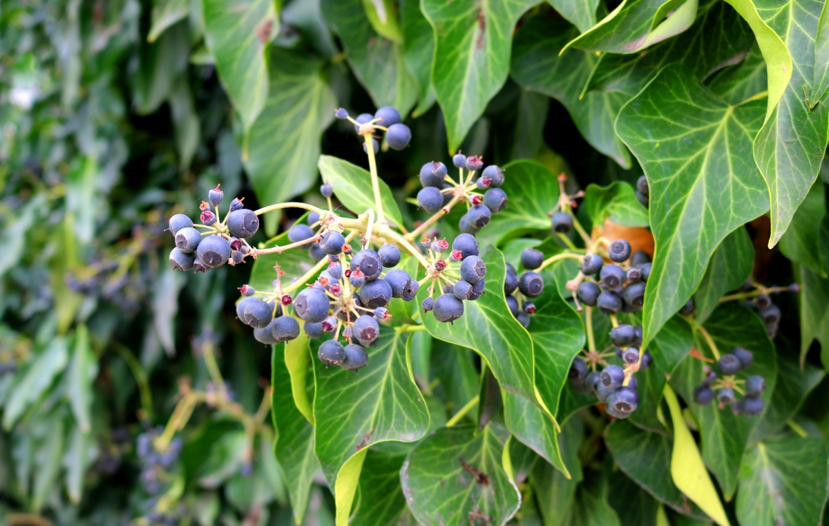 Ivy berries