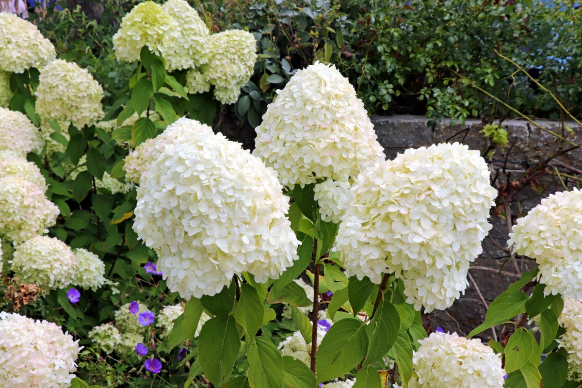 White cone shaped hydrangea flowers