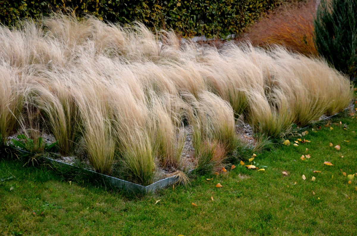 Ornamental grass in yard