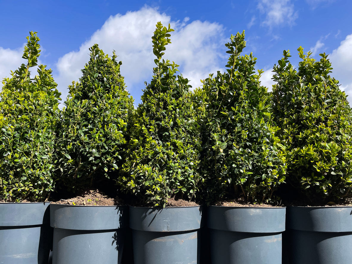 Close-up image of rows of five, potted, clipped, topiary box (Buxus sempervirens) plants, sunny, blue, cloudy sky background, focus on foreground