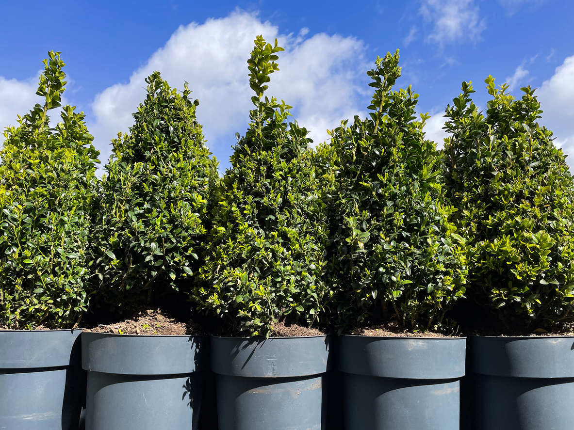 Close-up image of rows of five, potted, clipped, topiary box (Buxus sempervirens) plants, sunny, blue, cloudy sky background, focus on foreground