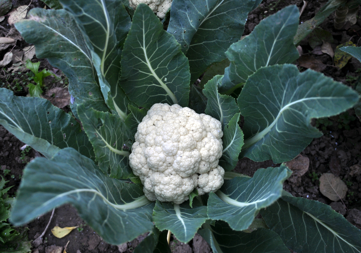 Cauliflower grows in organic soil in the garden on the vegetable area