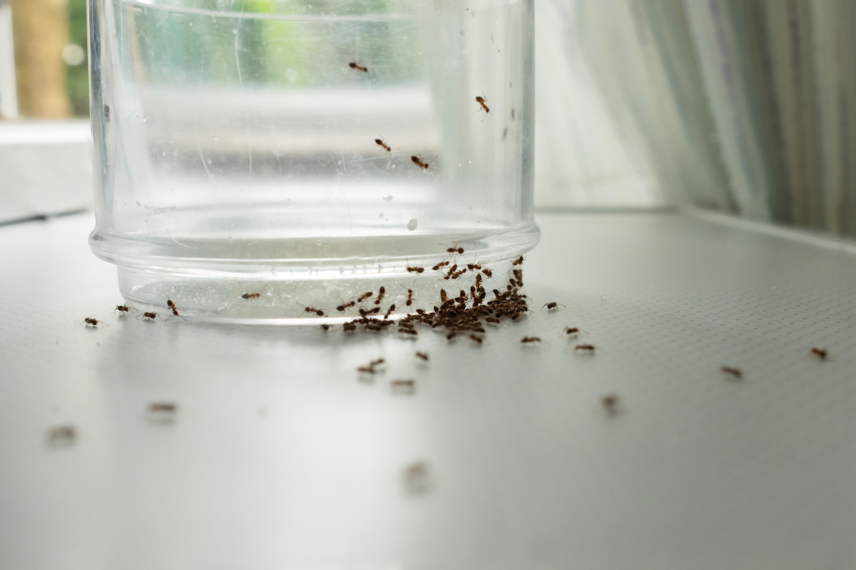ants swarming a drinking glass on a counter inside a home
