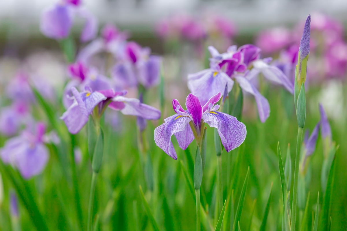 Purple iris flowers