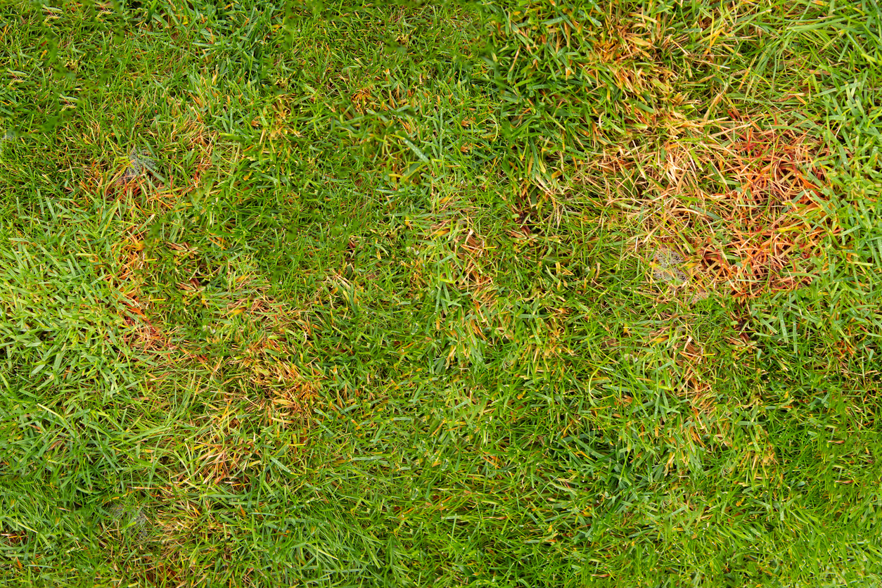 Green grass with dark lawn rust.