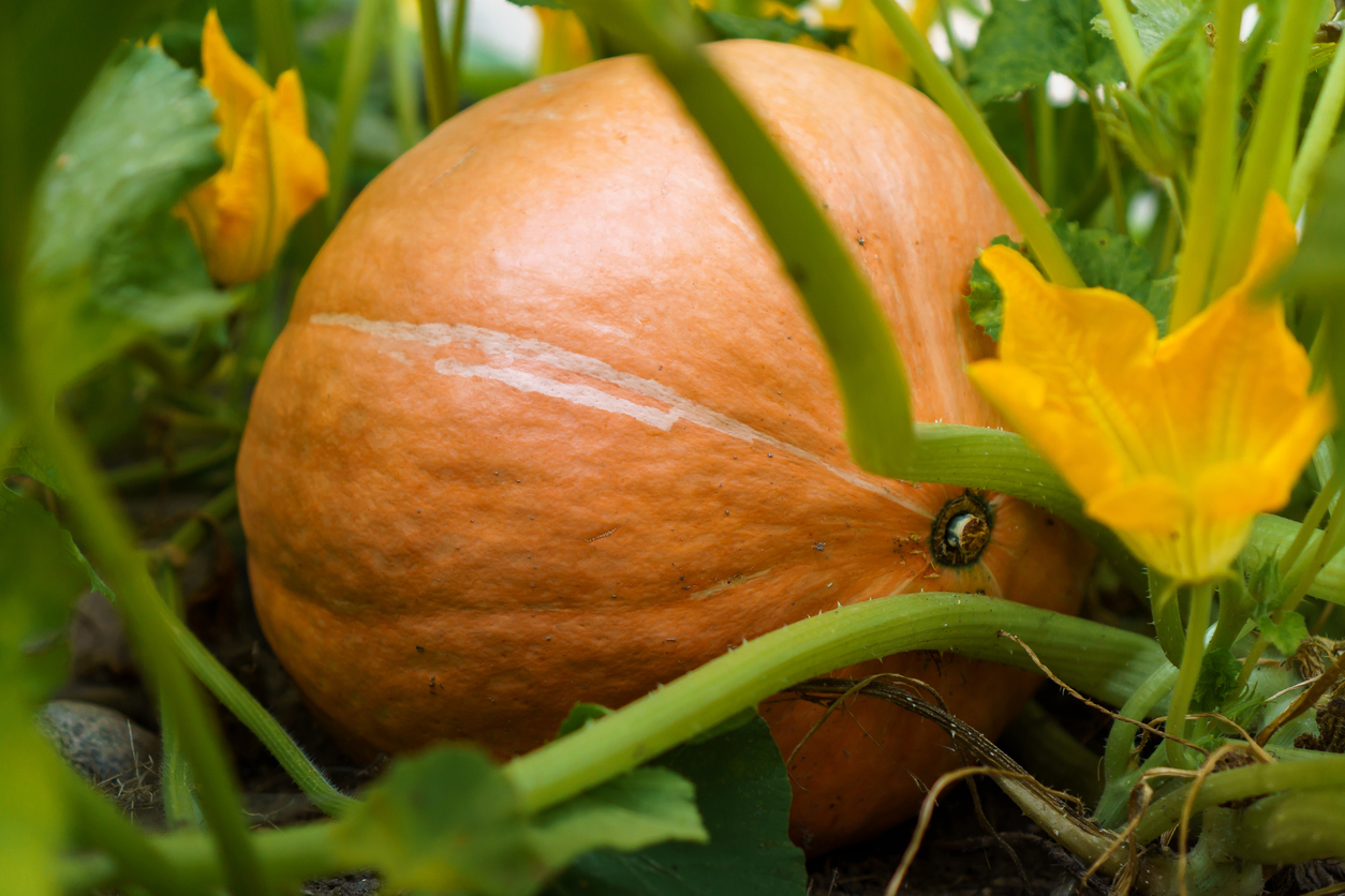 Close-up of ripe orange pumpkin lying on ground among green leaves on garden-bed in vegetable garden outdoors. Harvest.