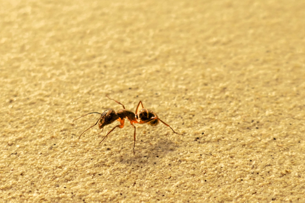 Sugar ant close up