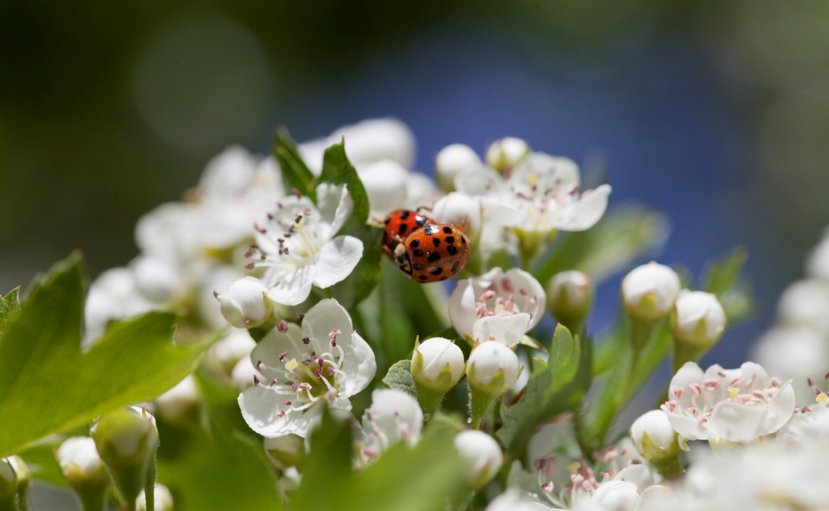 Red ladybugs on hawthorn blossoms