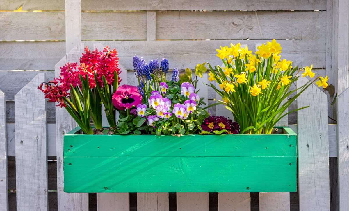 painted green planter box hanging from white picket fence with bright colored flowers