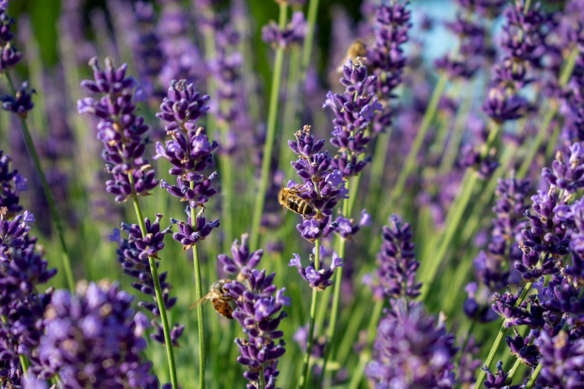 Lavender blooms with bees