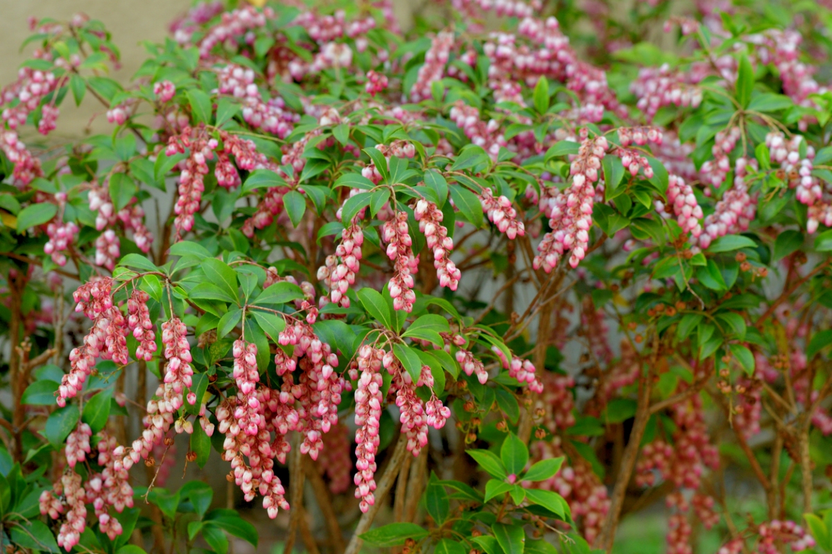 Japanese andromeda plant with drooping flowers
