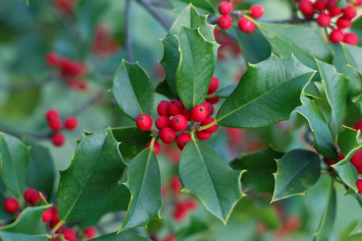 American holly plant