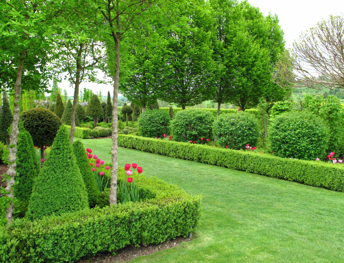 Beautiful garden with buxus and tulips in springtime