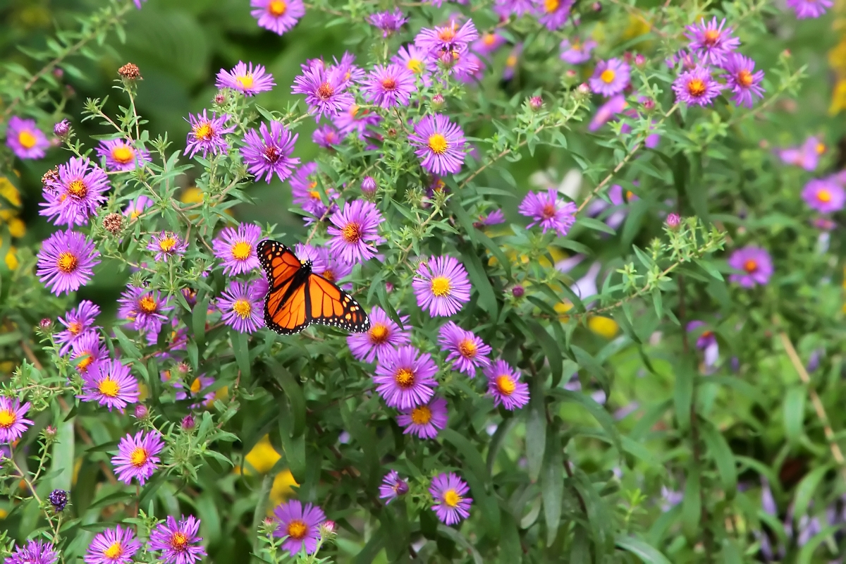 Butterfly on purple aster flowers
