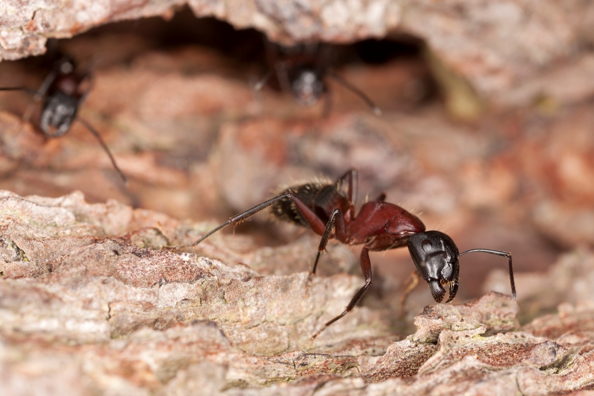 Black carpenter ant in wooden tunnel