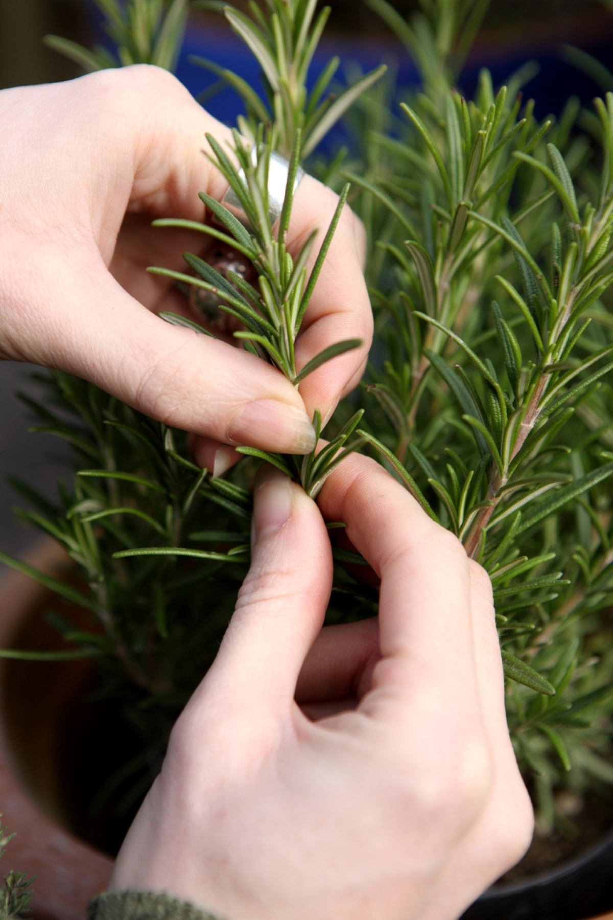 Person picking rosemary