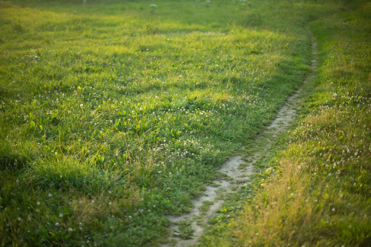 Worn path in green grass field.