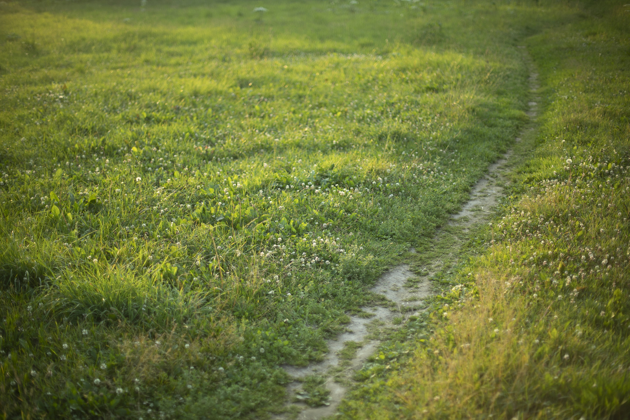 Worn path in green grass field.