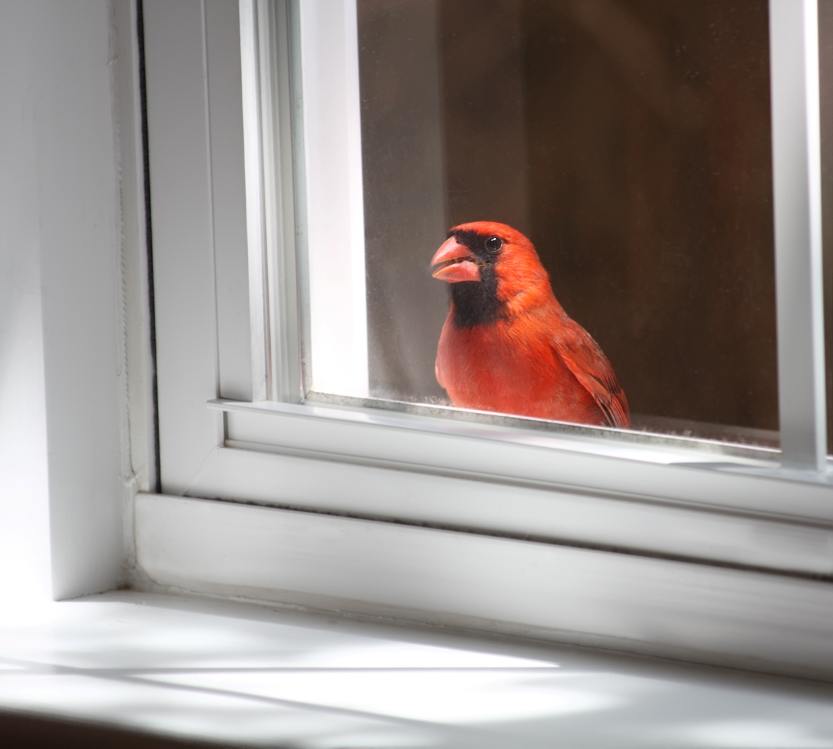 Red bird outside window