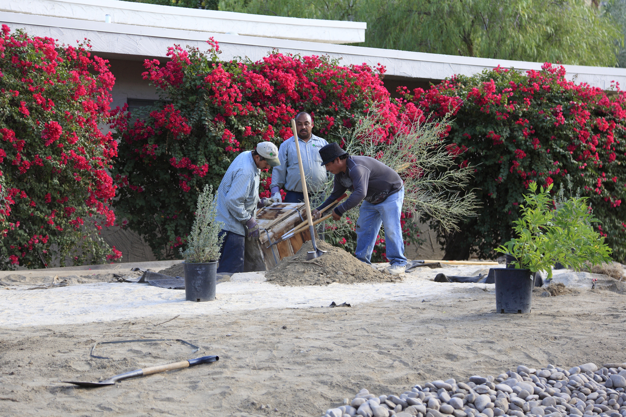 Gardeners installing xeriscaped yard