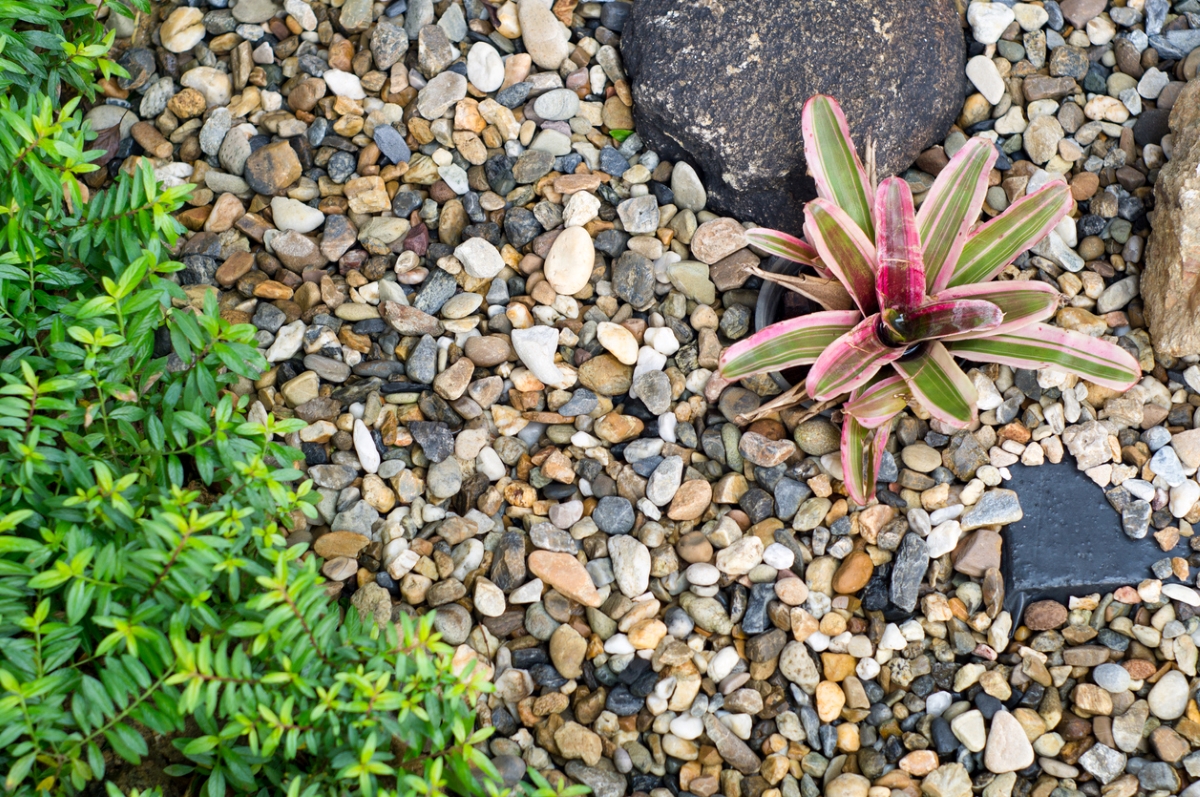 Rock mulch around plants, next to edge of lawn.