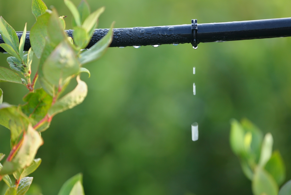 Drip irrigation with water dripping out