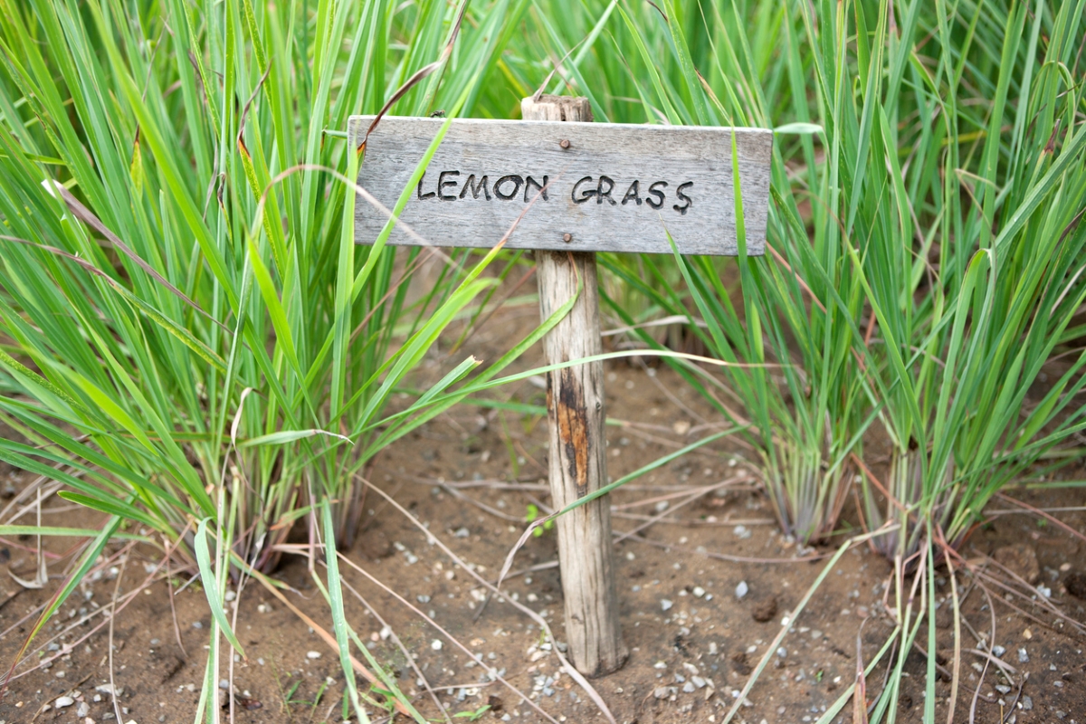 Lemongrass plants with sign
