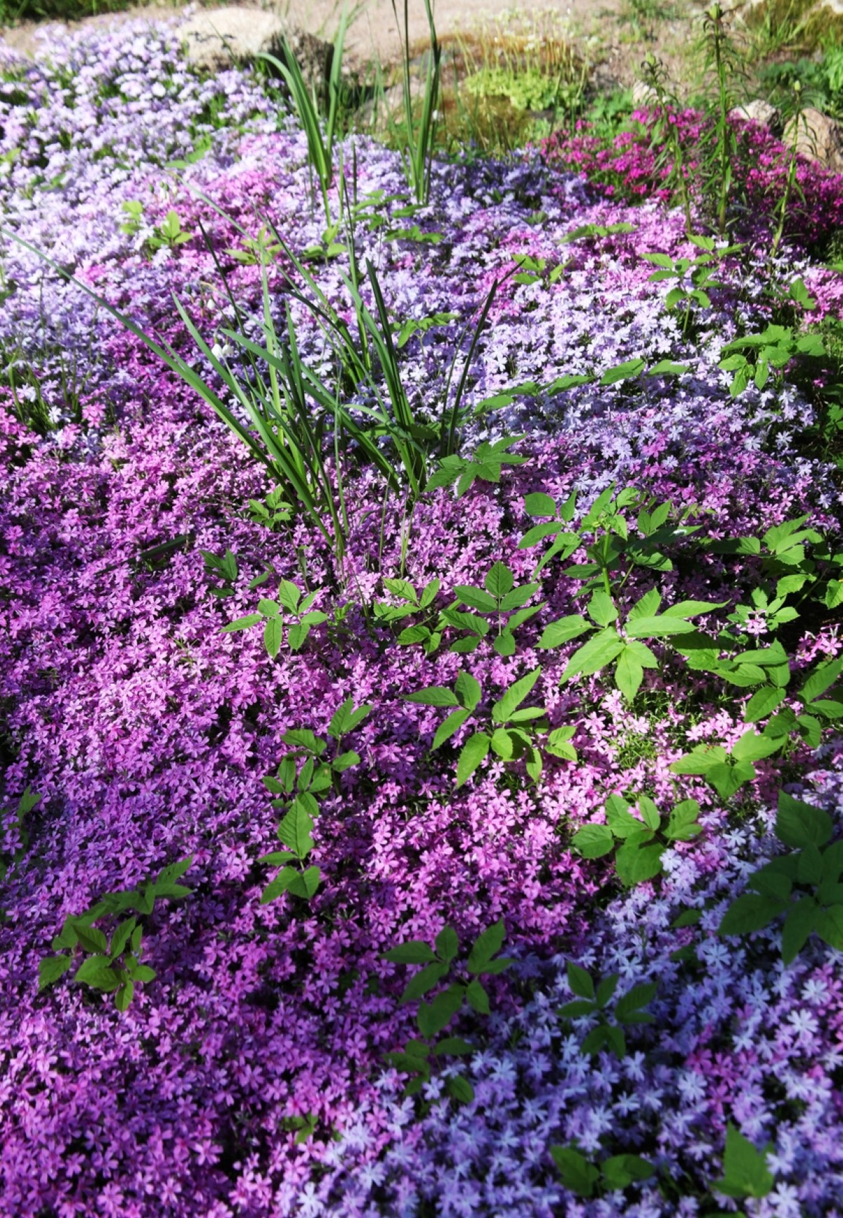 No-grass lawn with flowery low-lying plants