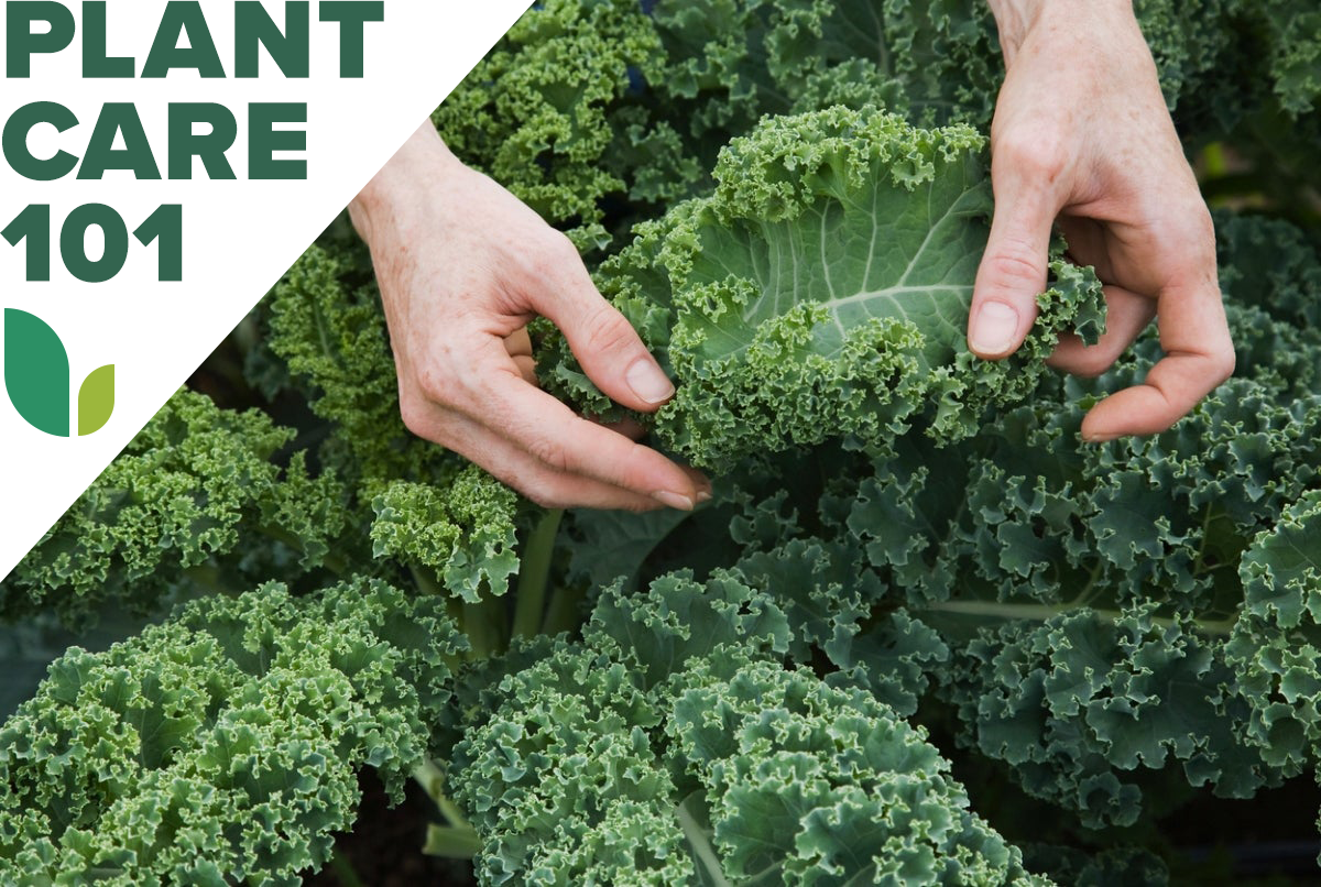hands holding kale leaf with plant care 101 graphic overlay
