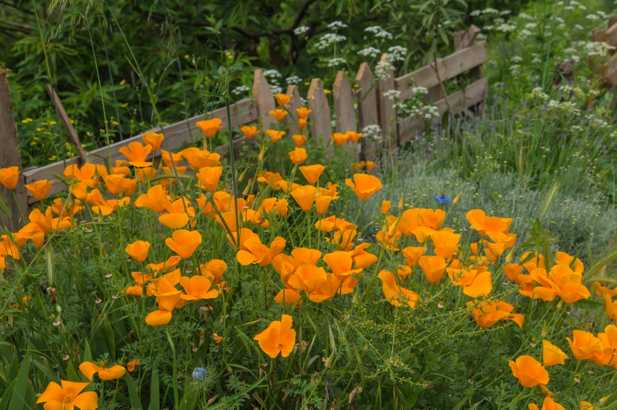 Orange flowers in yard