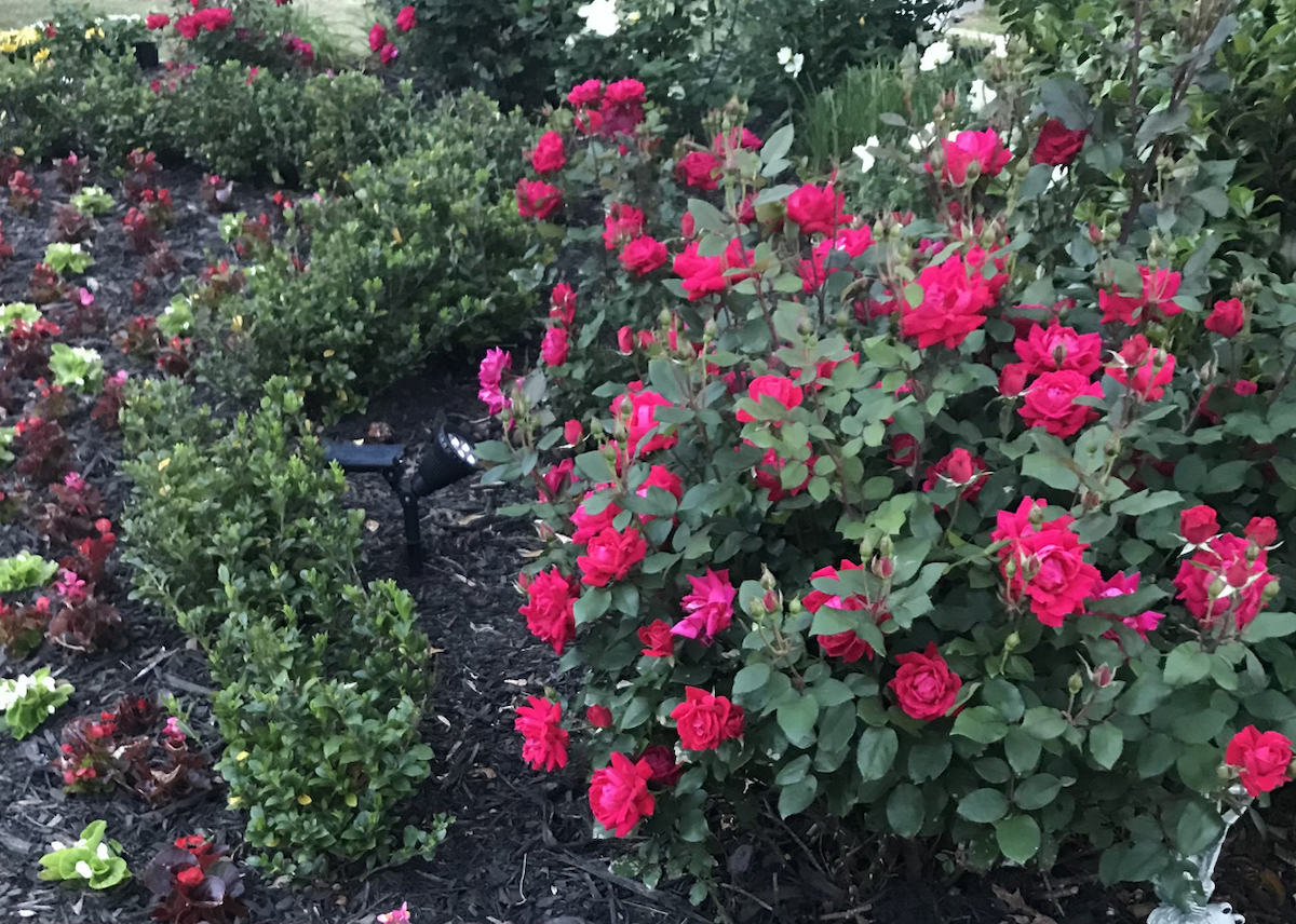 Pink Knock Out roses in a garden bed with black mulch