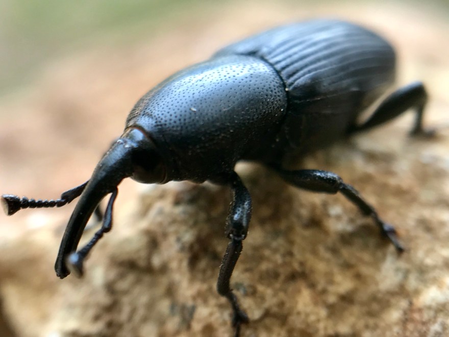 Big Black Bug In House