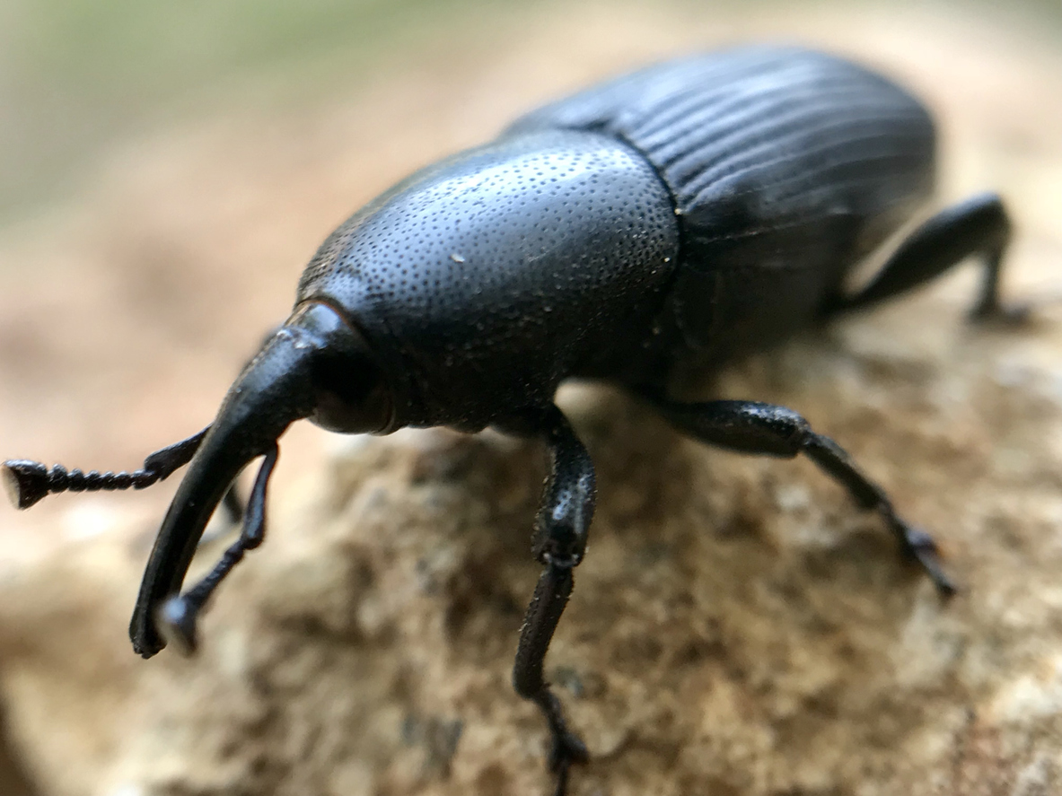 long skinny black bug in house