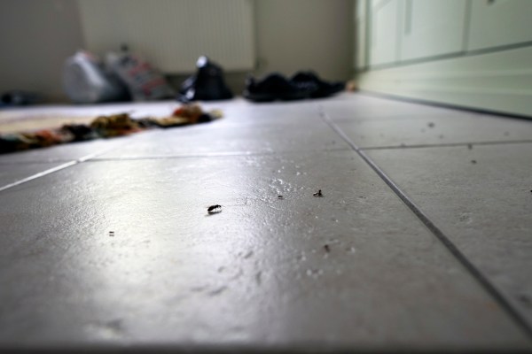 What Does Black Mold Look Like? A Guide to Testing and Treating Black ...
