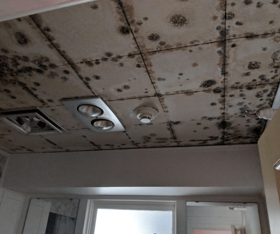 A dingy room with ceiling tiles covered with mold.