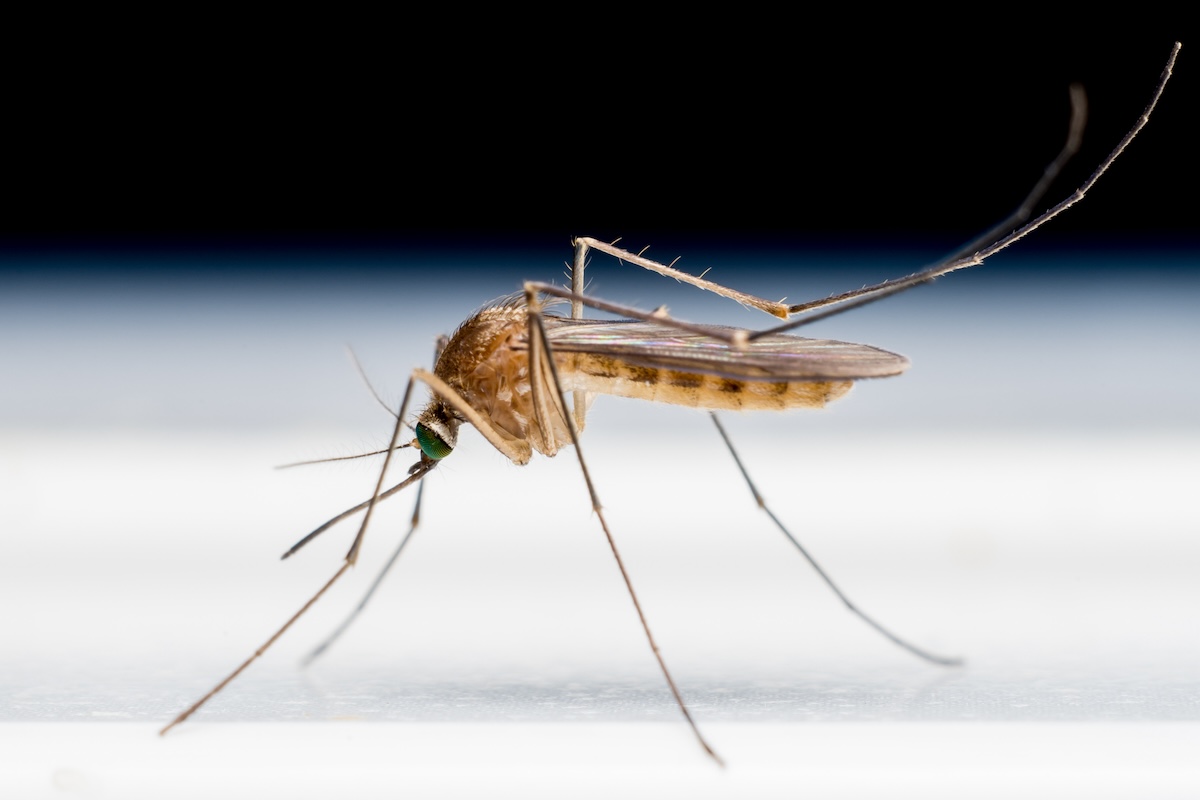 A mosquito from the side on a white surface.