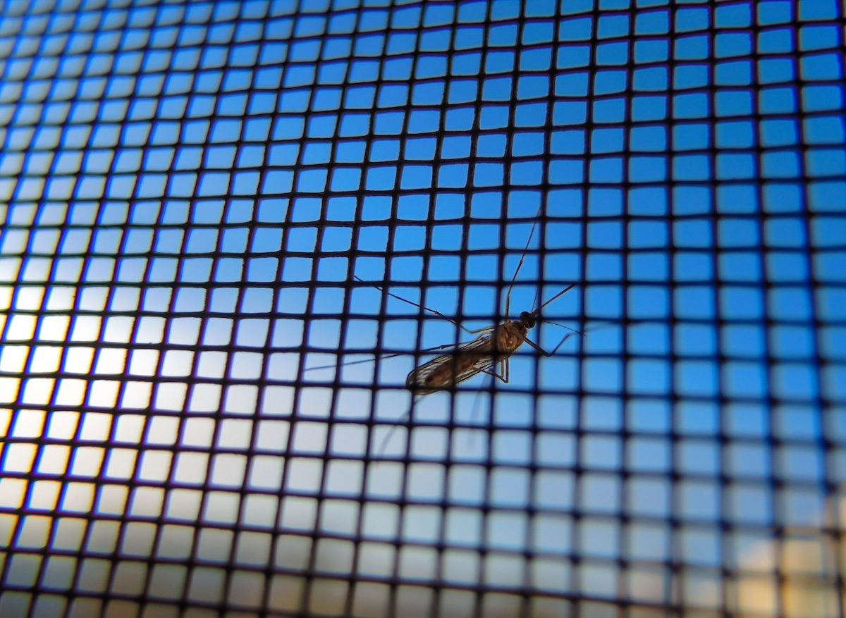 A mosquito sits on a window screen.