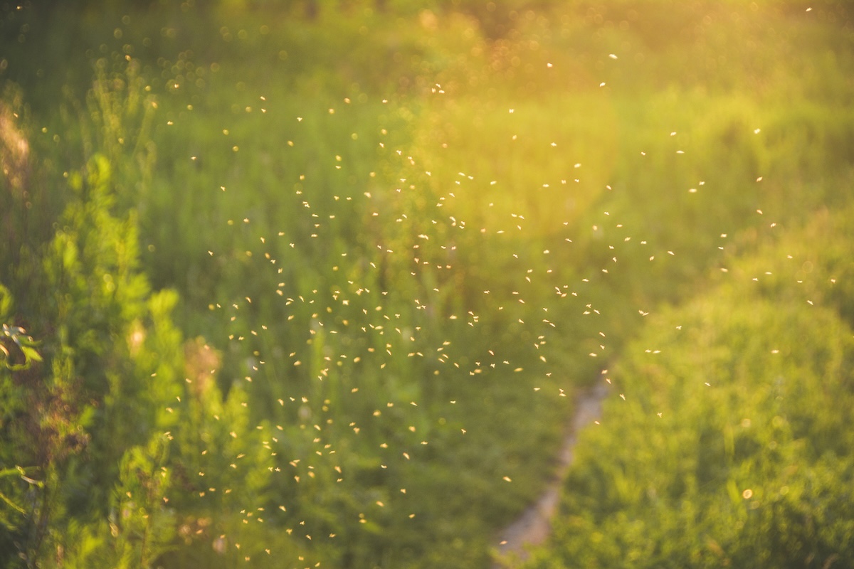 Mosquitoes hovering outdoors.